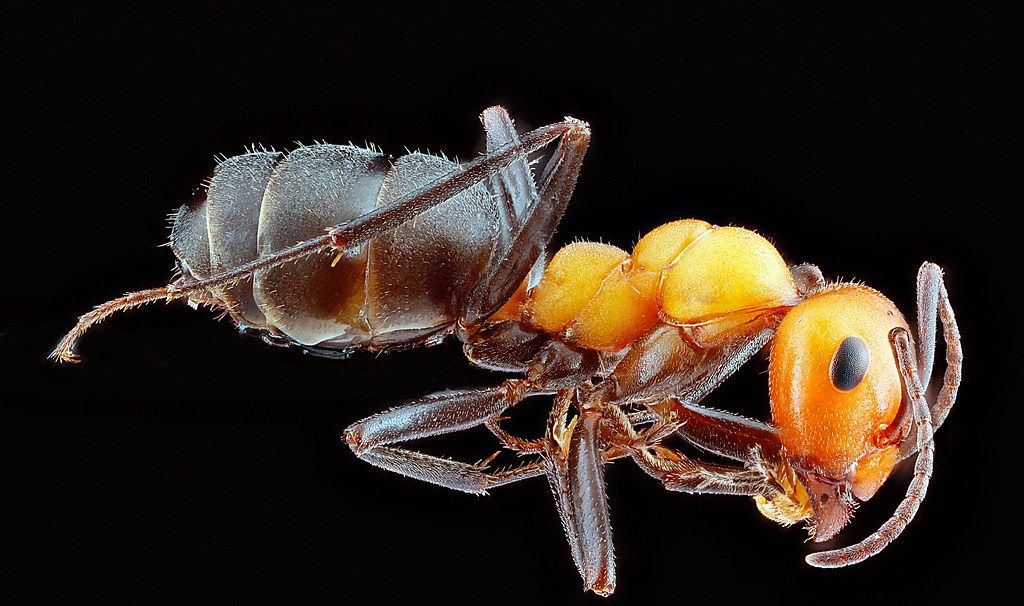 Ant Control service in Jonesboro, AR
