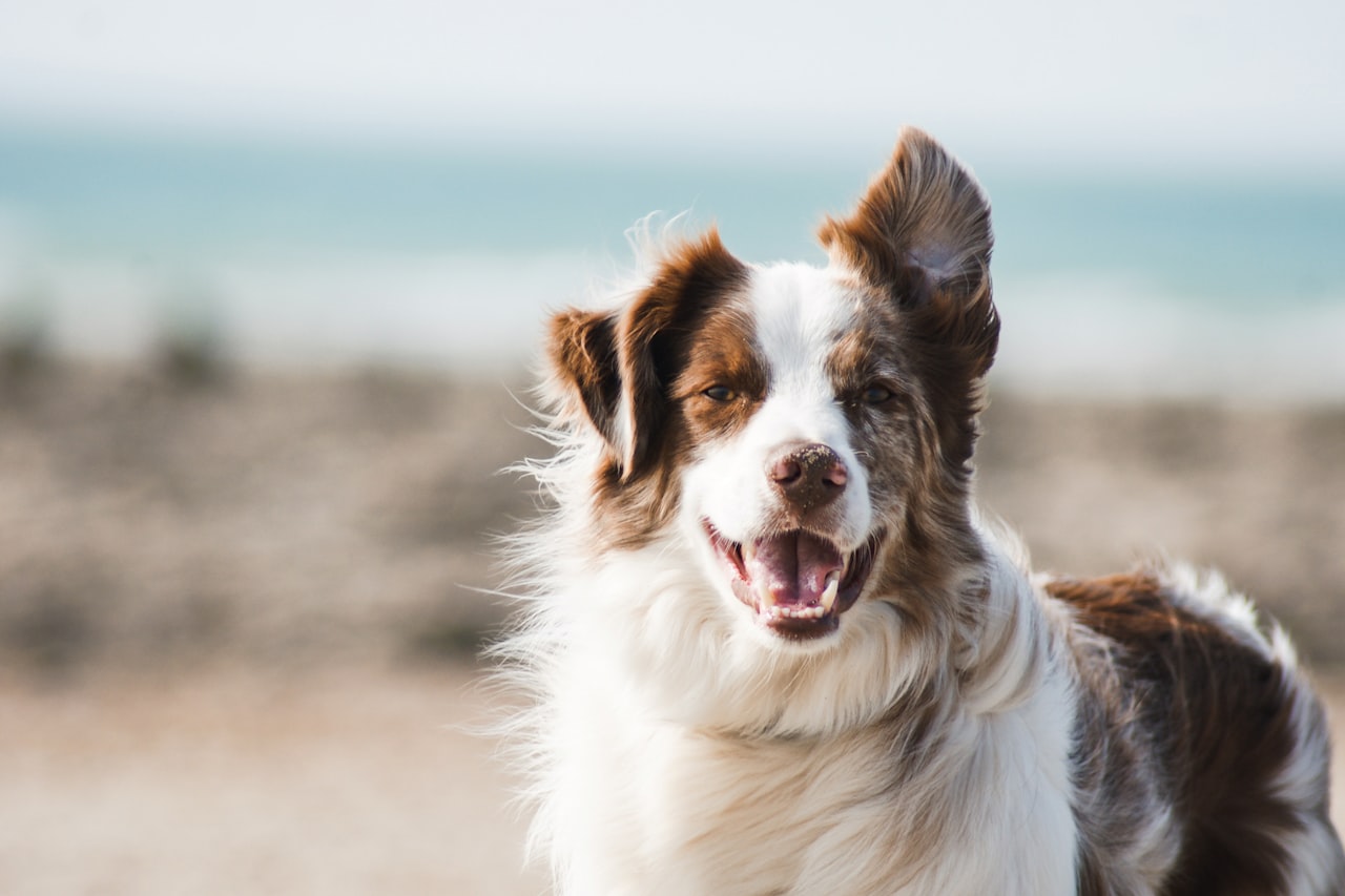 Flea & Tick Control service in Jonesboro, AR