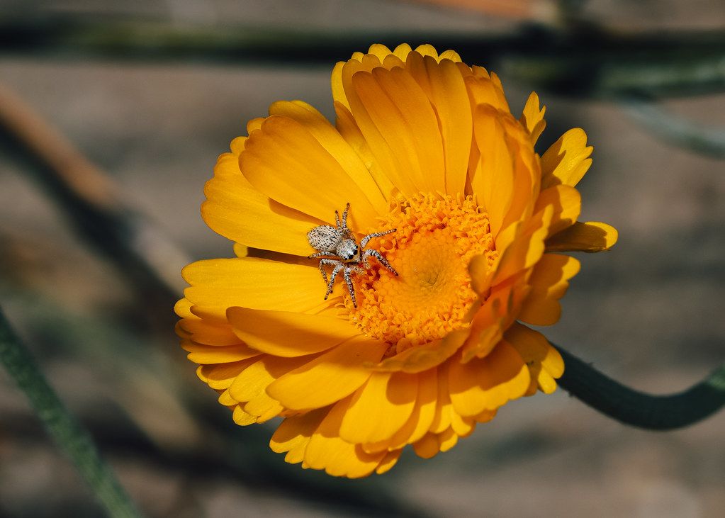 Spider Control service in Jonesboro, AR